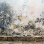 Black Mold Removal