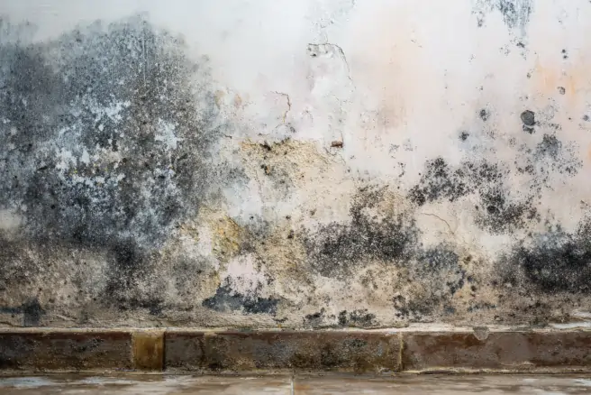 Black Mold Removal