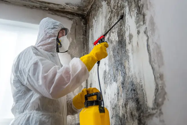 Mold Removal & Remediation