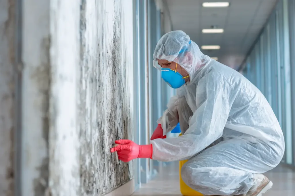 commercial mold removal