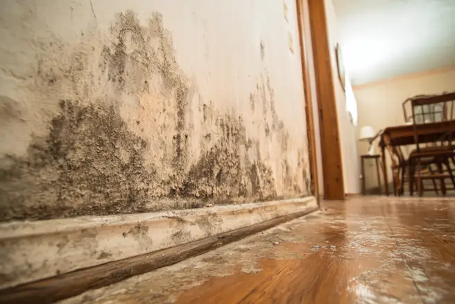 mold prevention services